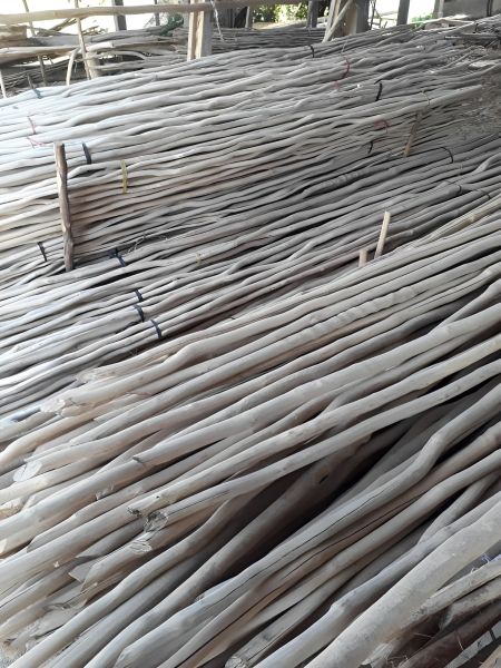 kayu galam berkualitas
