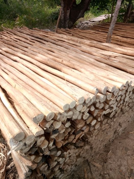 kayu galam bali terbaik